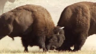 Bison Battle  Yellowstone  BBC Earth [upl. by Mcarthur]