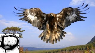 Top 10 Largest Eagles Around The World [upl. by Elumas]