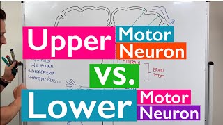 Head Trauma 🧠 Quick Medical Overview  Traumatic Brain Injury [upl. by Ardnalak305]