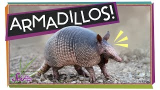 Armadillos Animals with Armor [upl. by Anastasie927]