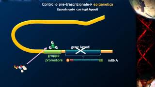 Lezione 22  Epigenetica [upl. by Ondrej]