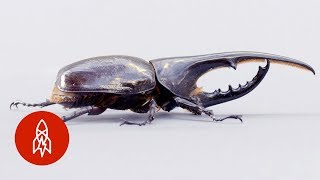 The Small but Mighty Hercules Beetle [upl. by Ailaht]