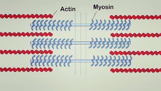 Muscle Contraction  Part 1 [upl. by Anaiad]