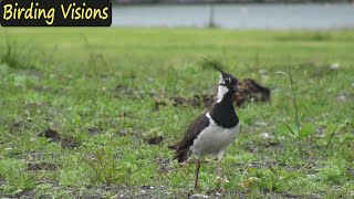 Lapwing plover  Birds of Norway [upl. by Sidonnie472]