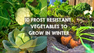 10 Frost Resistant Vegetables to Grow in Winter [upl. by Torruella]