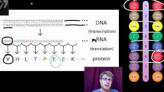 Genotypes and Phenotypes [upl. by Ploss381]