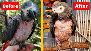 How I Got My Parrot to Stop Plucking Her Feathers  Bird Care [upl. by Gesner405]