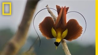 Tim Laman amp Ed Scholes Birds of Paradise  Nat Geo Live [upl. by Delmar550]