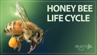 The Life Cycle of a Honey Bee [upl. by Aretak]