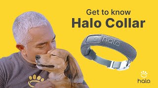 GET TO KNOW HALO COLLAR  VIRTUAL DOG FENCES POWERED BY GPS TECHNOLOGY THAT KEEP YOUR DOG SAFE [upl. by Ytinav]