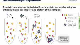 Immunoprecipitation IP principles and troubleshooting [upl. by Yereffej970]