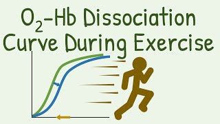 Oxygen Hemoglobin Dissociation Curve during Exercise [upl. by Aloisia]