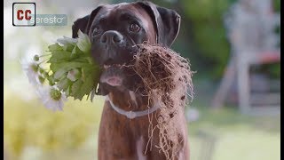 Top 20 dogs funny commercials [upl. by Hamlin]