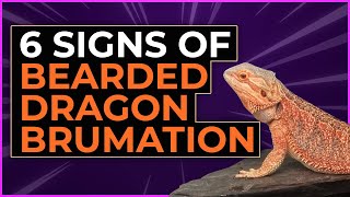 6 Signs Of Bearded Dragon Brumation Or Is It Dead [upl. by Ydieh]