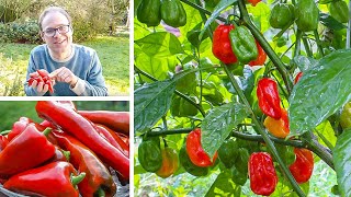 Growing Peppers from Sowing to Harvest [upl. by Corvese]