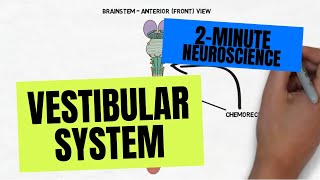 2Minute Neuroscience Vestibular System [upl. by Torhert]