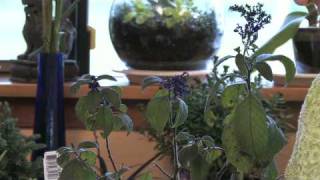 Flower Gardening Tips  How to Grow Common Heliotrope Heliotropium Arborescens [upl. by Richards272]