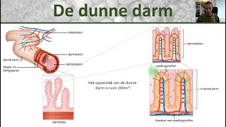 Bio  Voedingsstoffen opnemen  Opbouw dunne darm darmvlokken en darmplooien  Voedsel 4 [upl. by Odericus192]