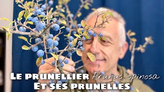 Le prunellier Prunus spinosa et ses petites prunelles [upl. by Jandel218]