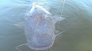 Huge Flathead Catfish Came Back for More [upl. by Spillar743]