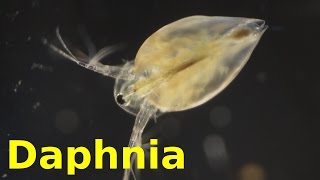 Daphnia [upl. by Yemar419]