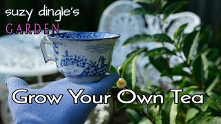 How to Grow Tea Leaves at Home  Camellia sinensis care instructions [upl. by Leicester572]