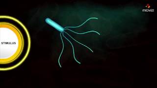 Flagellar Movement  Medical microbiology animations [upl. by Onid652]