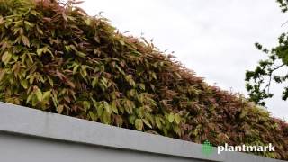 Waterhousea floribunda Weeping Lilly Pilly at Plantmark Wholesale Nurseries [upl. by Assenov154]