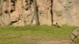 Tiny gazelle leads highspeed chase at zoo [upl. by Neukam508]