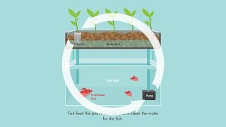 What is Aquaponics [upl. by Grube]