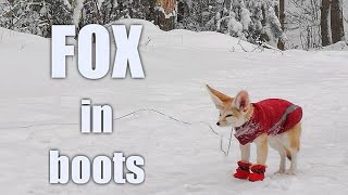 Fennec Fox Plays in Snow  Look at his Little Paw Booties [upl. by Refennej198]