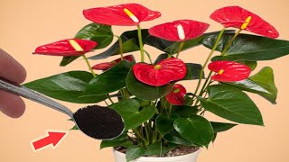 Sprinkle Some On The Roots Suddenly The Anthurium Bloomed Endlessly [upl. by Dino54]