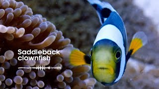 Fish Sounds Do fish talk to each other  BBC Earth Explore [upl. by Windy]