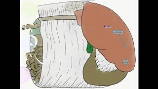 Bovine Omentum [upl. by Roseline]