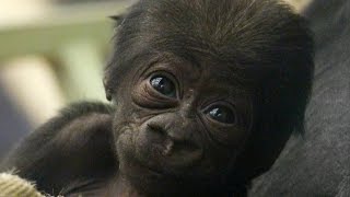 CUTE Adorable baby gorilla meets his sister [upl. by Donnell]