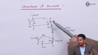 Structure of Sucrose  Biomolecules  Chemistry Class 12 [upl. by Chambers]