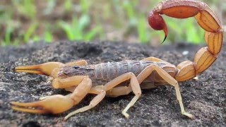 Scorpion Evolution  California Academy of Sciences [upl. by Giddings]