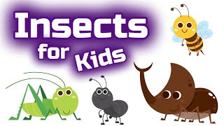 Insects for Kids [upl. by Poirer]