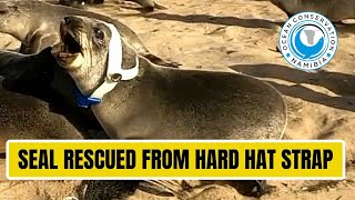 Seal FREED from safety hat entanglement [upl. by Zonnya]