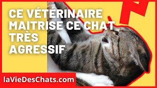 Comment soigner un chat très agressif  A voir dans le nouveau Test [upl. by Sivlek237]