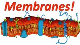 Cell Membranes Rap [upl. by Bollinger]