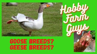 Beginners Guide to Goose Breeds [upl. by Fazeli]