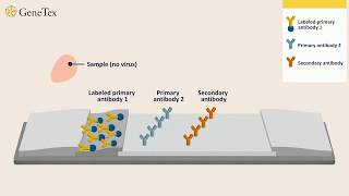 How a Rapid Virus Antigen Test Works [upl. by Ajiram]