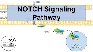 Notch Signaling Pathway  Purpose and Mechanism [upl. by Yarazed650]