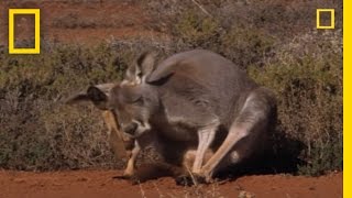 Kangaroo Birth  National Geographic [upl. by Bathsheb]