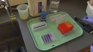 How to stain biofilms in a 96well plate [upl. by Gareth]