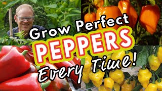 Grow Perfect Peppers Every Time 🌶 [upl. by Ataeb453]