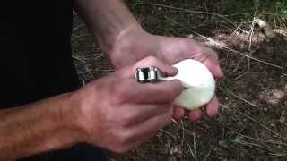 The Birch Polypore Piptoporus betulinas How to make a Birch Polypore plaster [upl. by Gillespie]