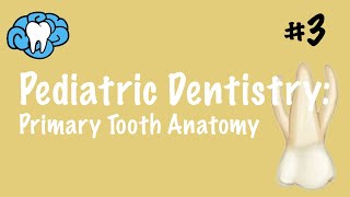 Pediatric Dentistry  Primary Tooth Anatomy  INBDE ADAT [upl. by Anert551]