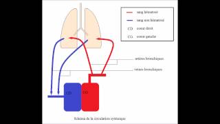 Ch I  Organisation de lappareil respiratoire [upl. by Tasiana575]